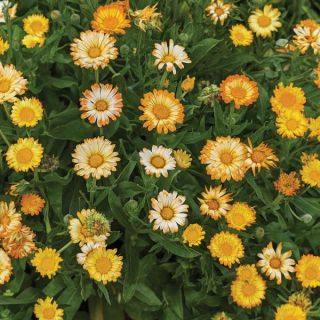 Oopsy Daisy Calendula Thumbnail